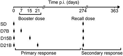 Identification of a Consolidation Phase in Immunological Memory